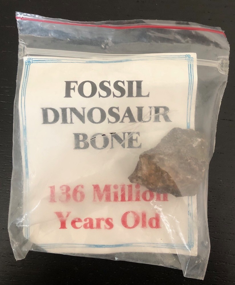Fossil Dinosaur Bone 136 Million Years Old American Southwest