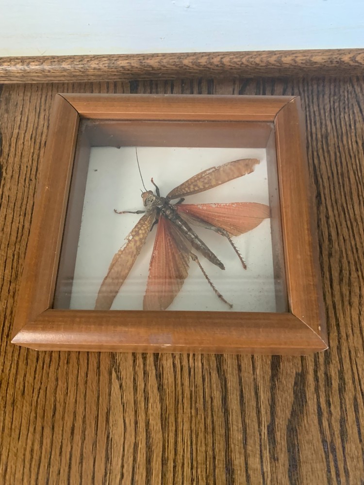 Framed Grasshopper Insect Display Butterfly Creations Randy Watkins Art