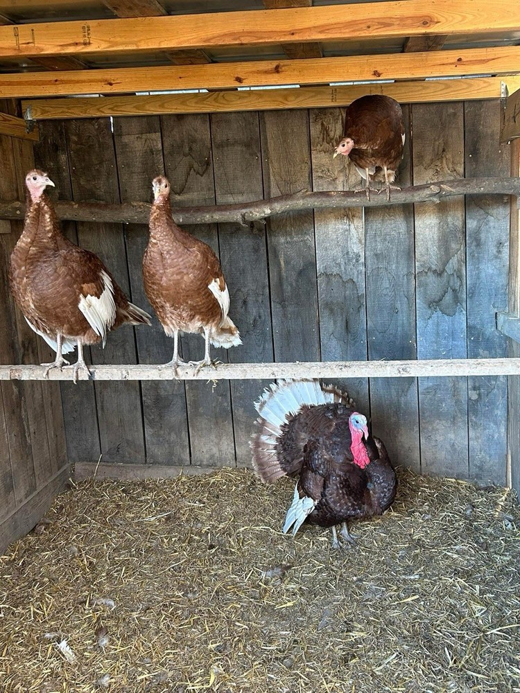 Red Bourbon Turkey Hatching Eggs (3)  Ships April NPIP 395