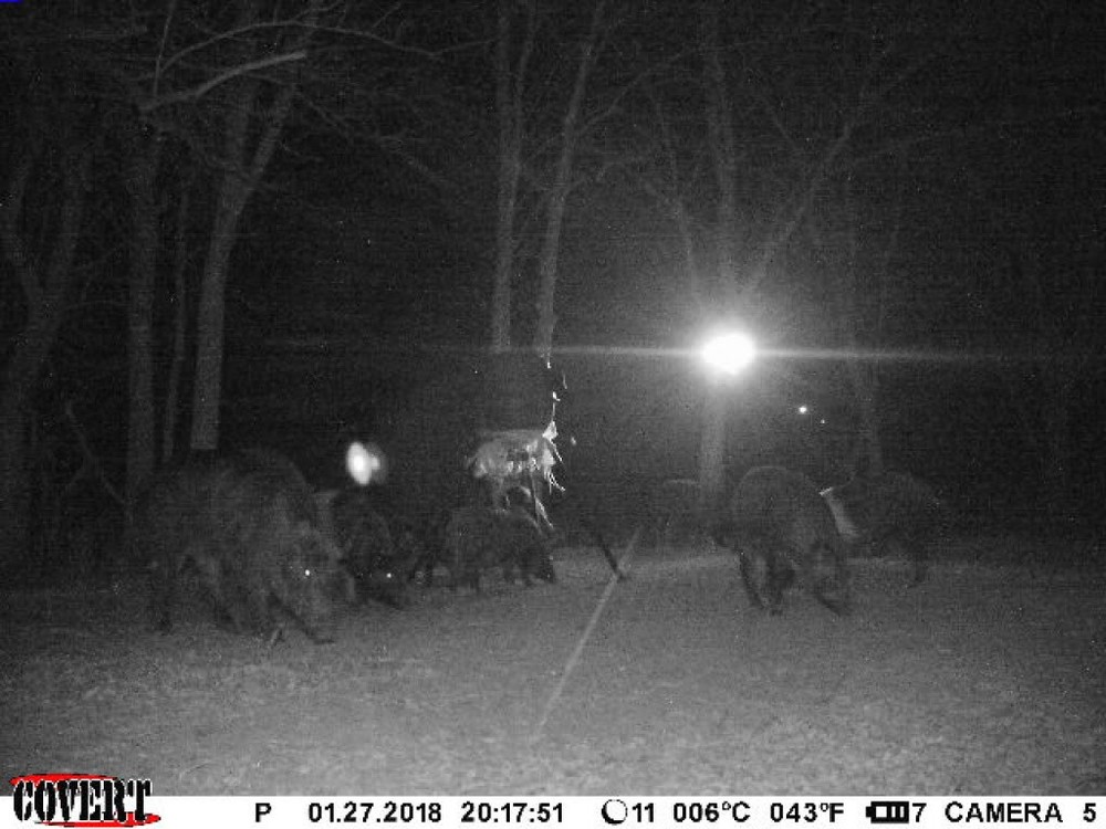 Harvest Time FEEDER LIGHT! Solar, Motion Activated, AmberGlow Hog Light - HUNTER