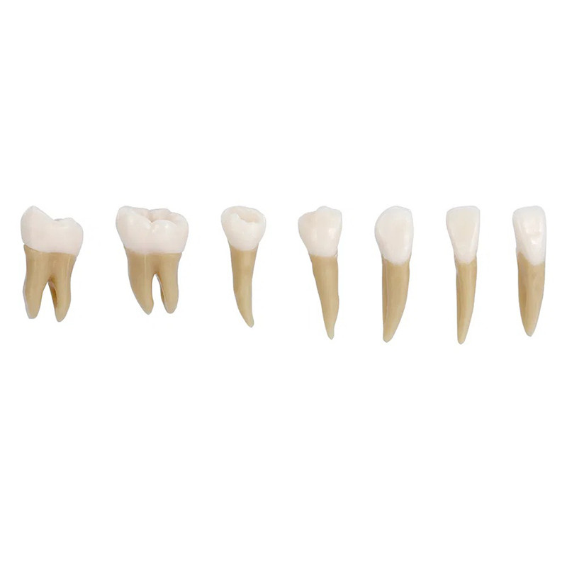 Dental 1:1 Demonstration Permanent Teeth Teach Study Model Full Mouth 28Pcs/Set