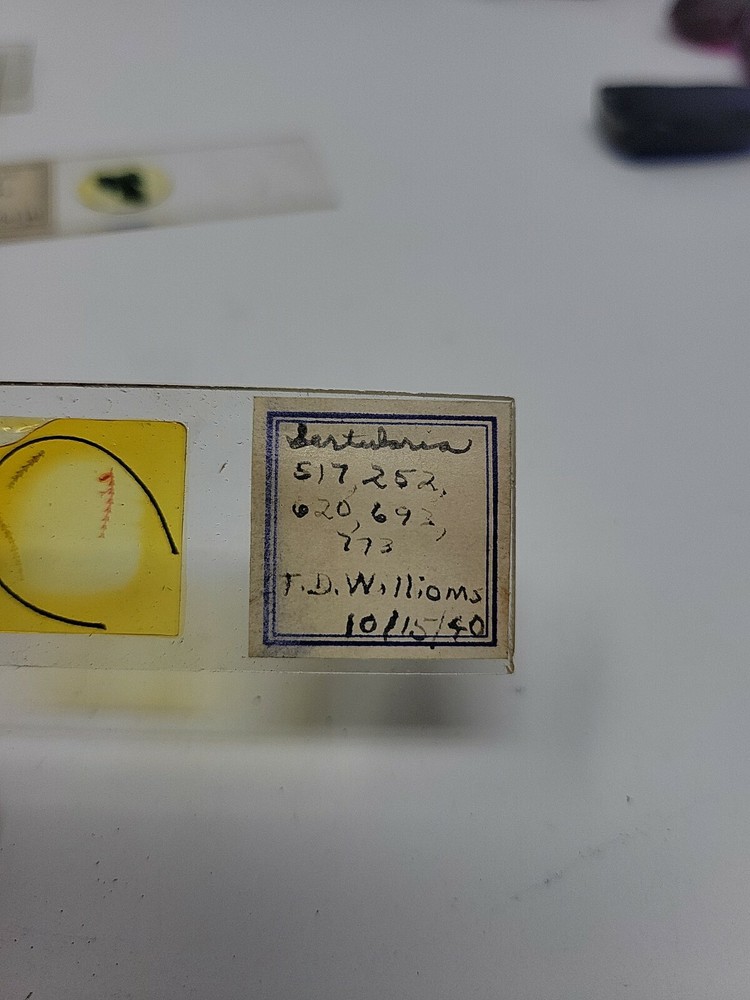 Vintage Microscope Slide 1940