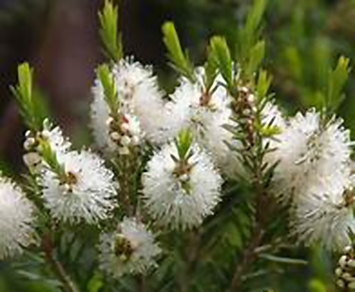 4 oz Candle Scent Oil-TEA TREE