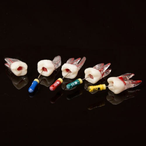 Dental Lab Tooth Root Canal Model For RCT Practice Block Pulp Study Cavity Tool