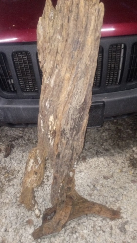 Beautiful Driftwood Partial Tree Section 😎