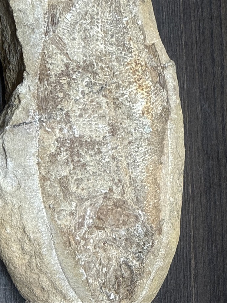 Unique Flounder Type Flat Fish Fossil Specimen