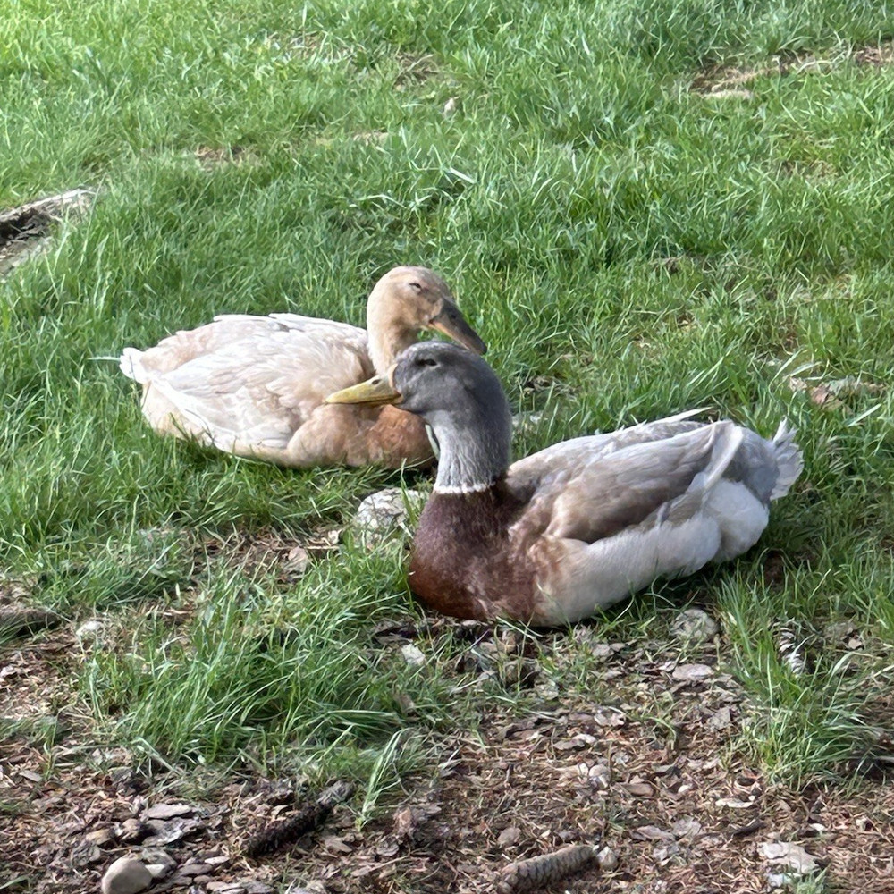 12+ Duck Fertilized Hatching Eggs Mixed Colors