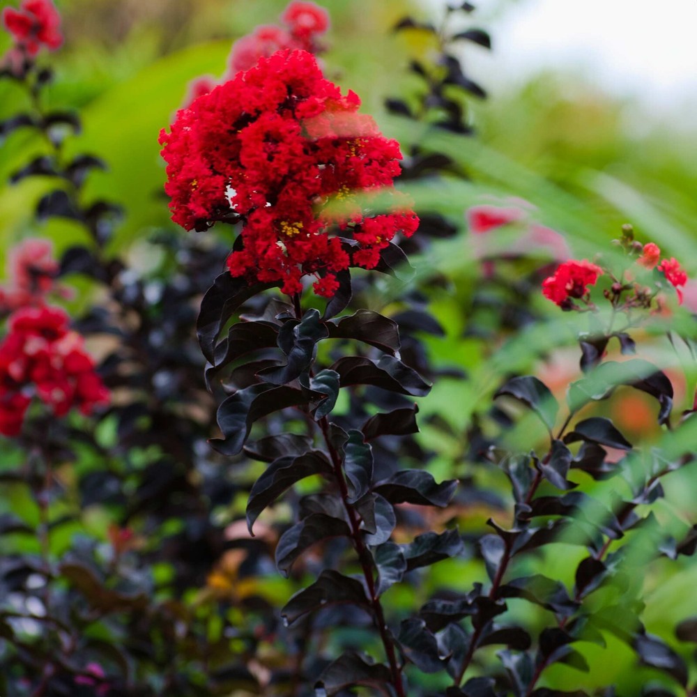 Ruby Thunderstruck Crape Myrtle Starter Lagerstroemia Rooted "STARTER" Plant