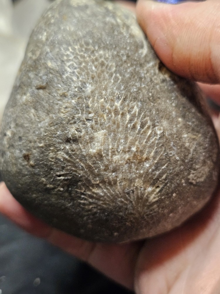 Fossilized Shell Concretion Specimen (14.8oz)