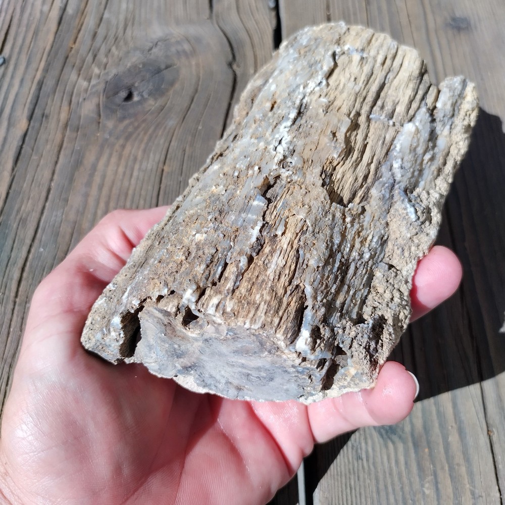 Blue Forest Petrified Wood Limb Cast - 2 lbs.
