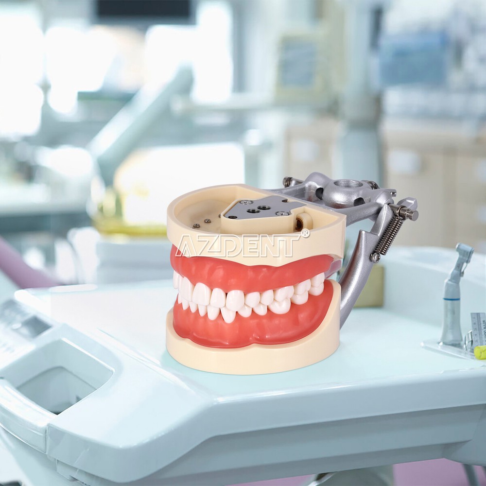 Dental Typodont Model with Removable Teeth M8012 DP 32 demonstration teach study