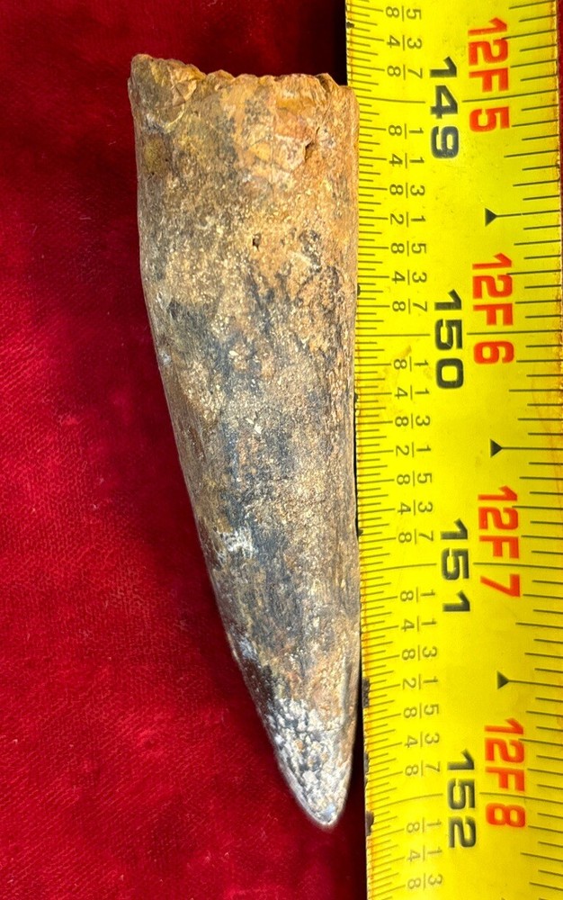 3 1/8 inch spinosaurus tooth