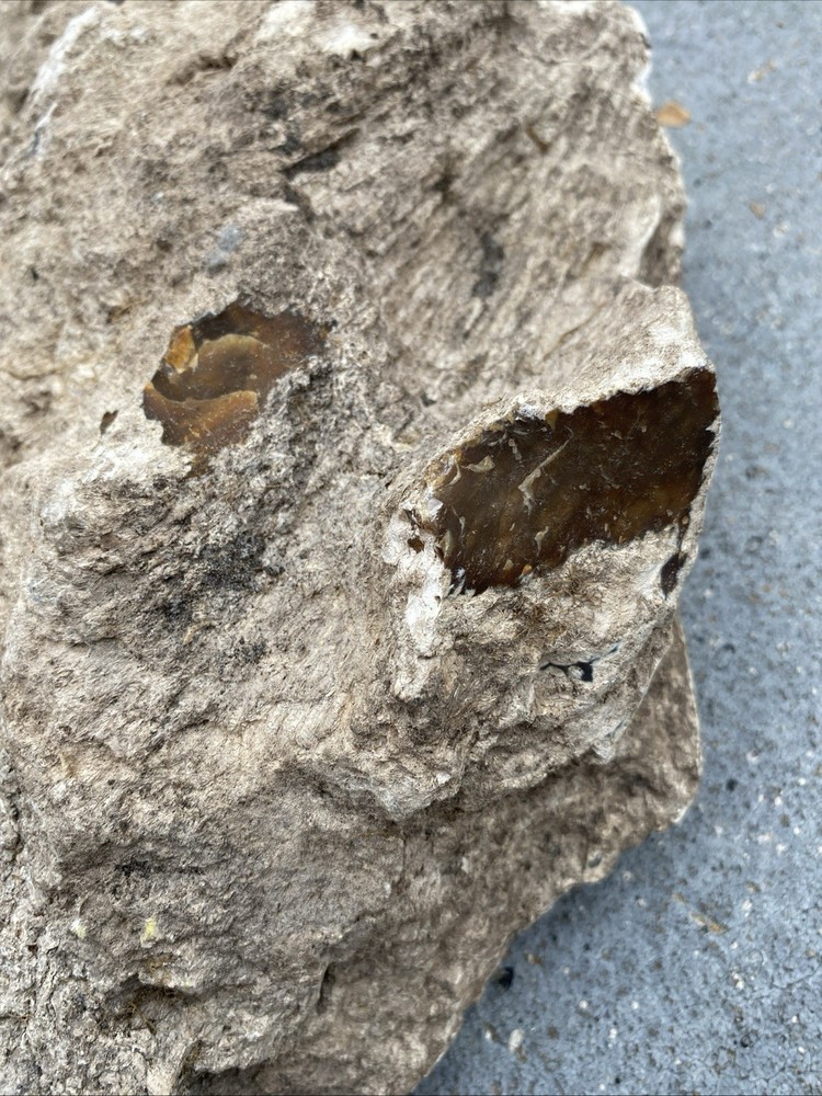 Petrified Wood Very Heavy Nice Definition