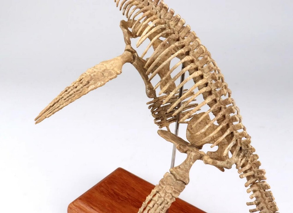 Elasmosaurus Skull Dinosaur Statue Skeleton Model Animal Model Display