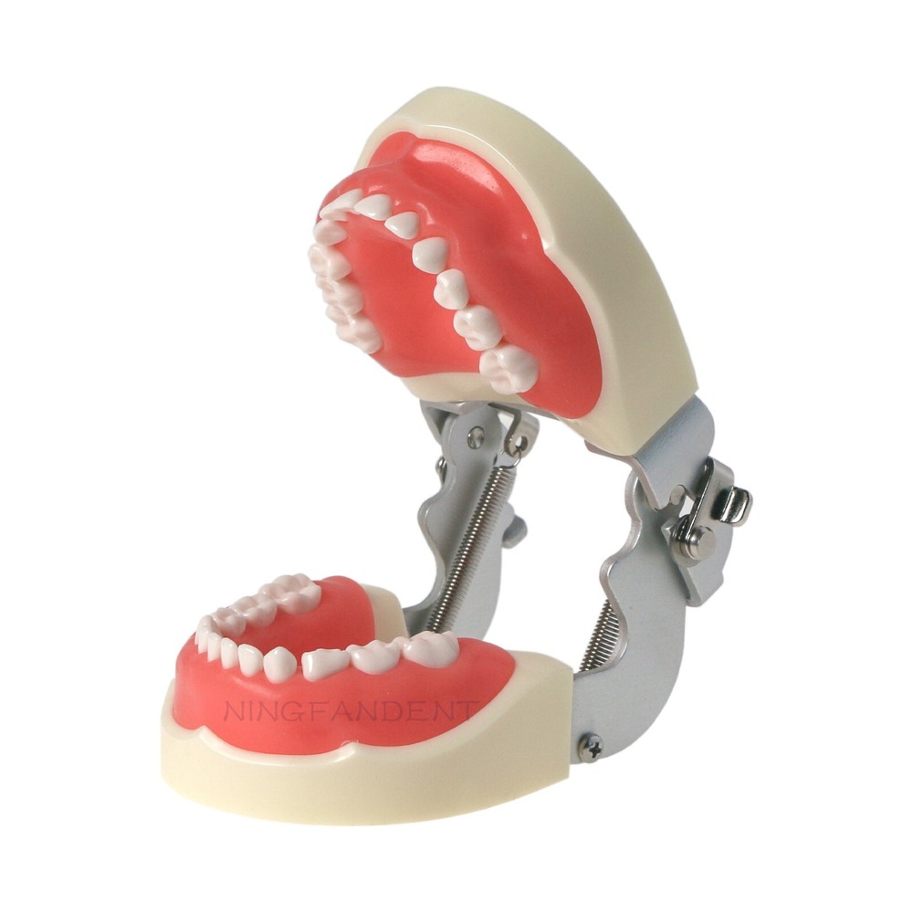 Dental Child Primary Practice Teeth Model 24 Removable Teeth For Dentist Practic