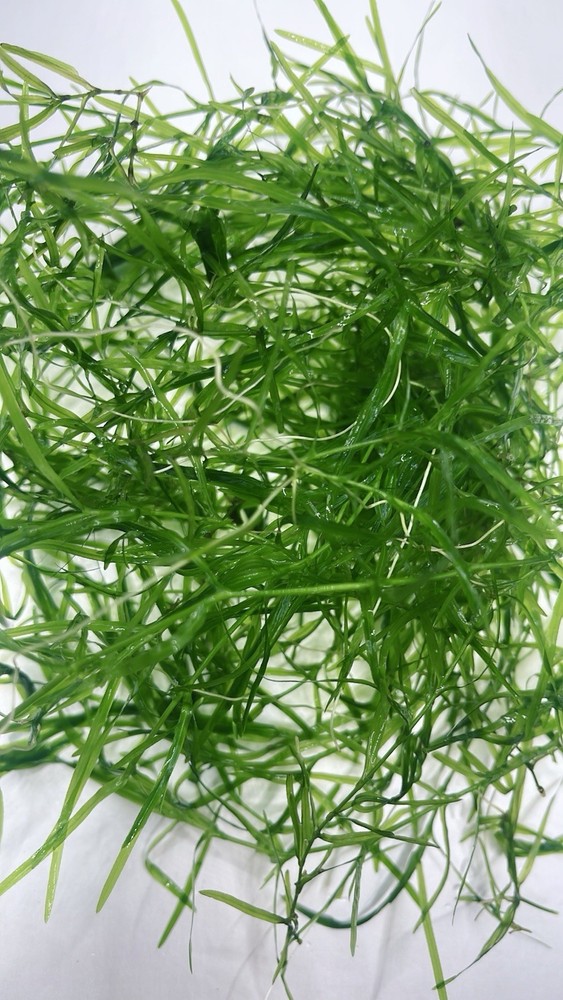 Combo : Java Moss, Hornwort,Guppy Grass Buy 2 Get 1 Free