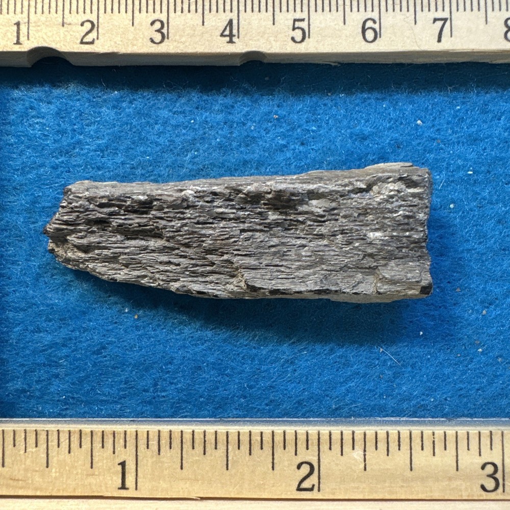 Allosaurus Extinct Dinosaur Bone Fossil with Display Case