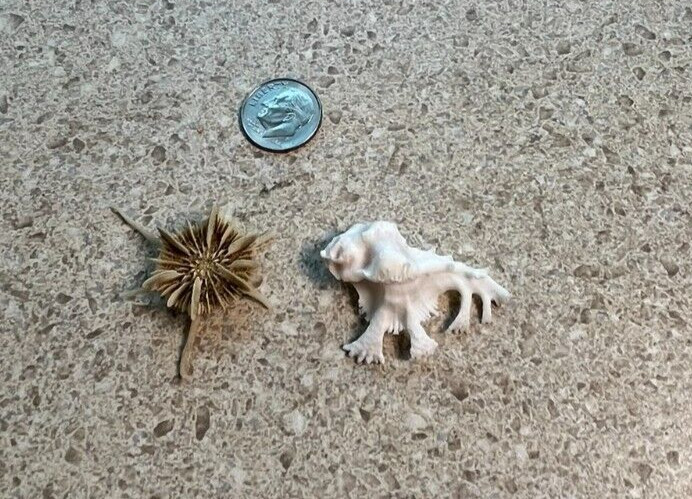 G1118~ CHOICE Seashell- PRIVATE Collection -Vintage Shells (use Dropdown Menu)