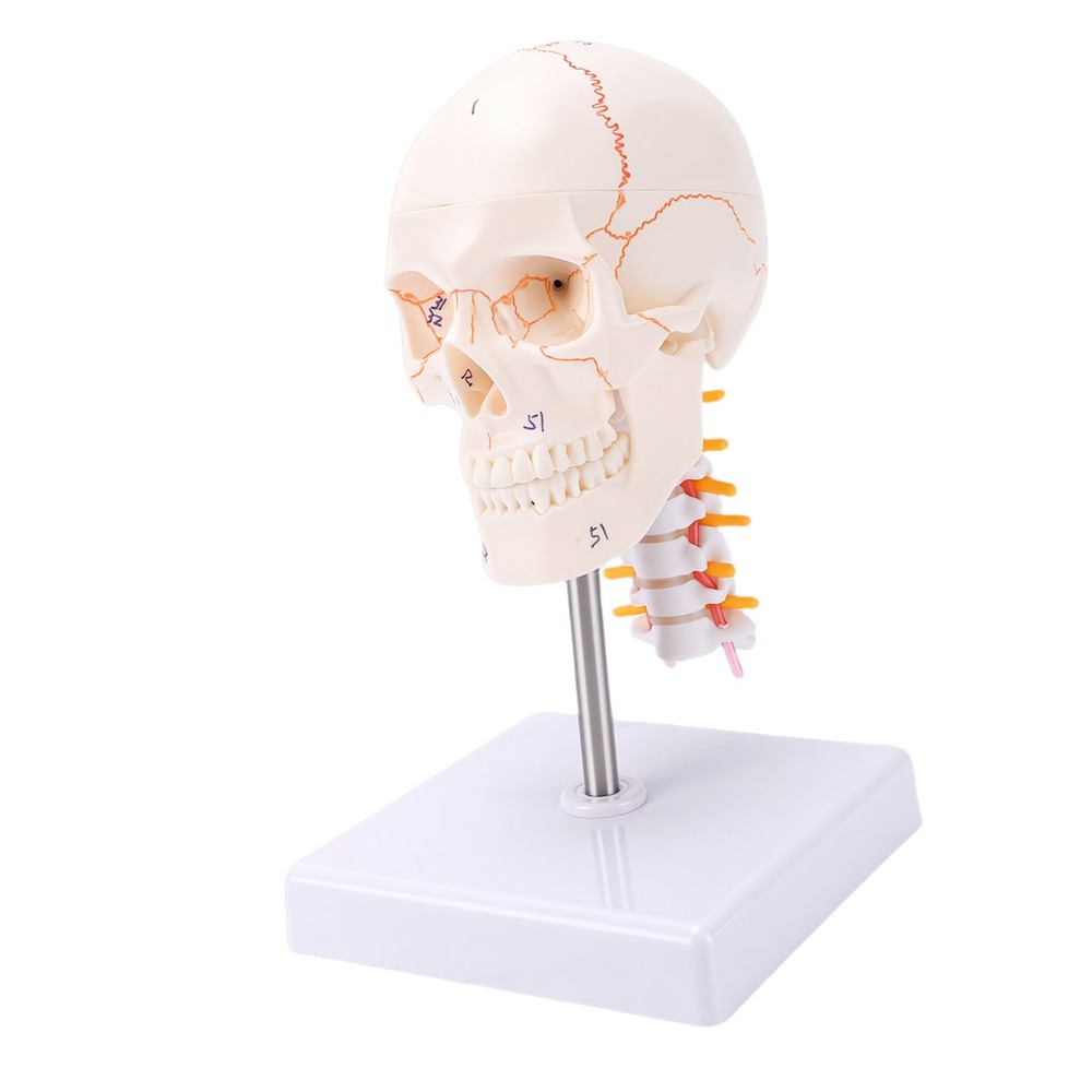 1/2 Skull With Cervical Spine & Brain Teaching Display Model