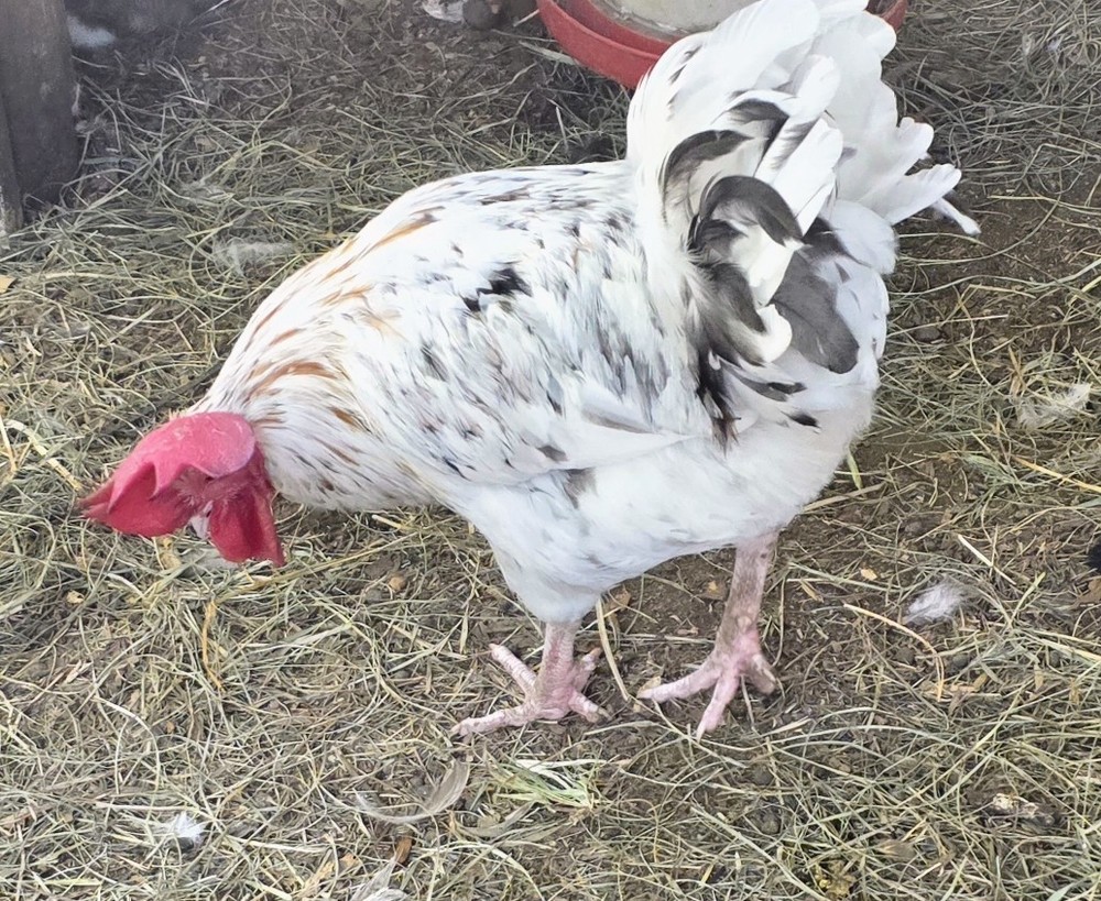 Hatching Maran Eggs 12 (Splash, Blue And Black Copper