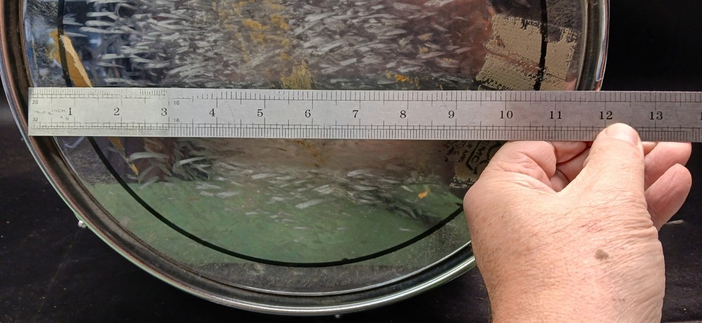 BLACK PREMIER 12" X 10" RACK TOM DRUM