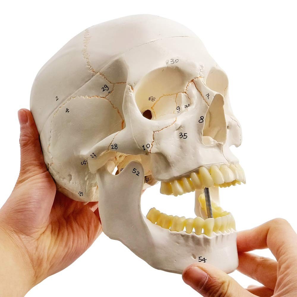 54-Labeled Medical Quality Skull Model - Essential Tool for Surgeons & Students