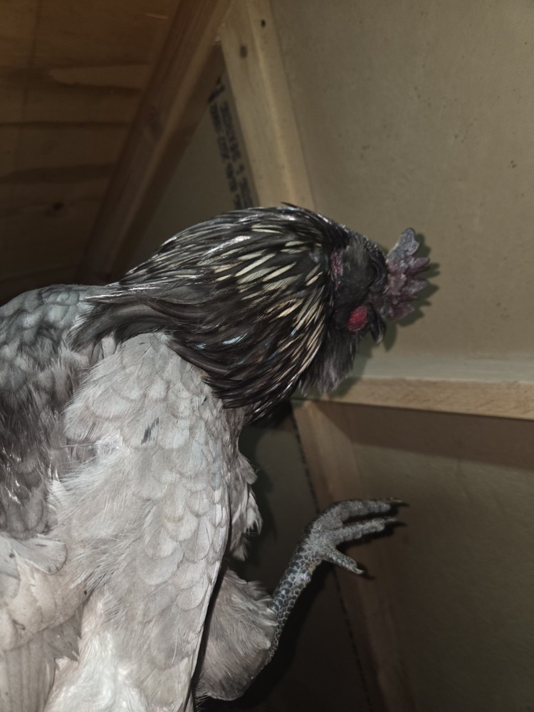 6+ Fertilized Ameraucana Chicken Eggs