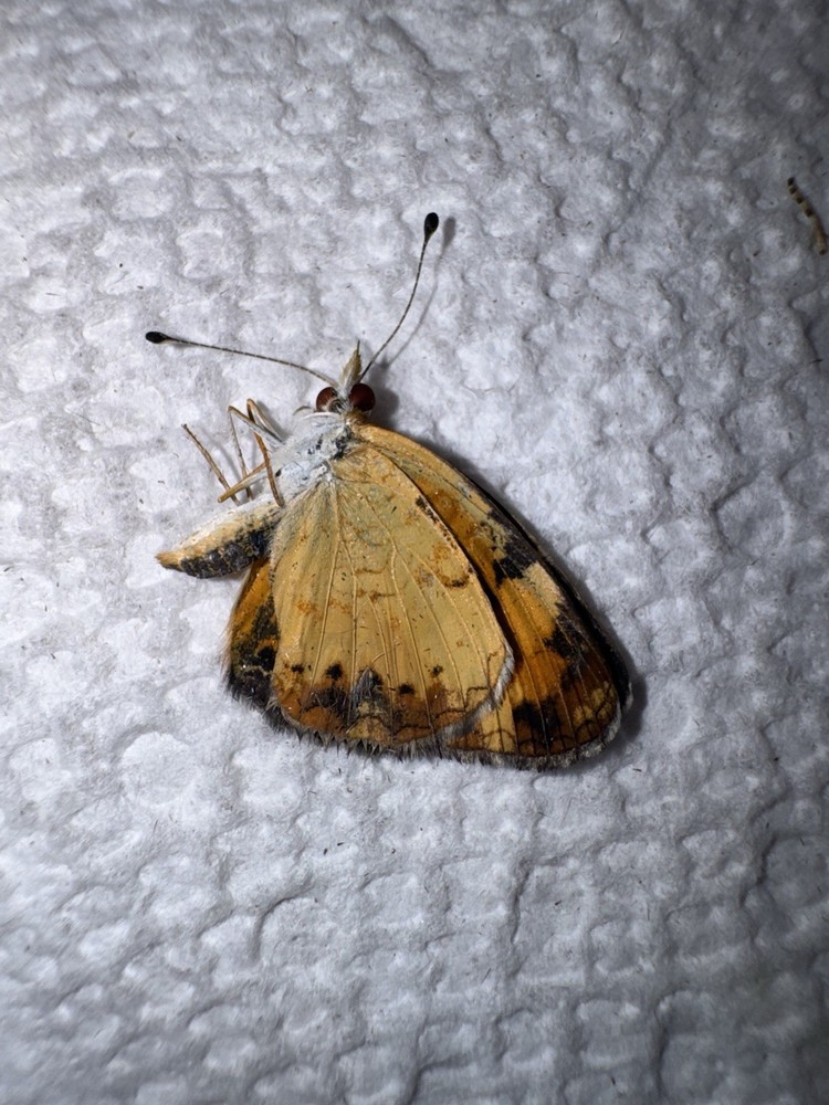 BY5 - Phaon Crescent Butterfly - Phyciodes phaon
