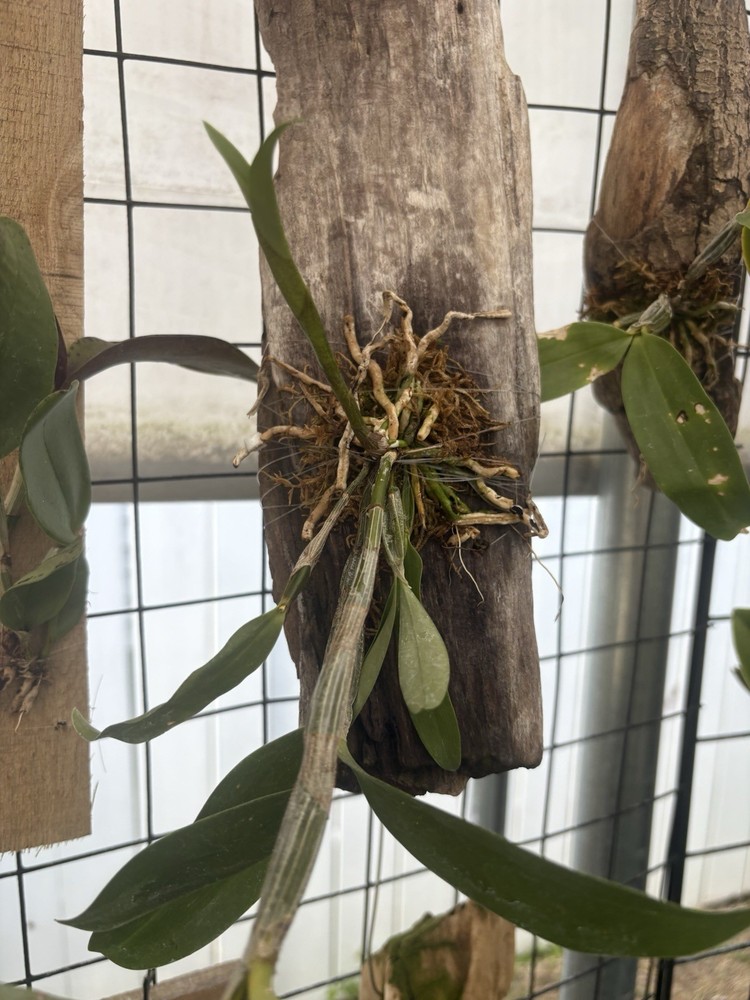 Dendrobium farmeri x thyrsiflorum - Mounted