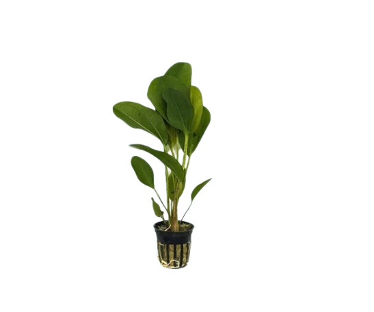 Aquarium Plant Bundle: Anubias, Amazon & Chain Sword