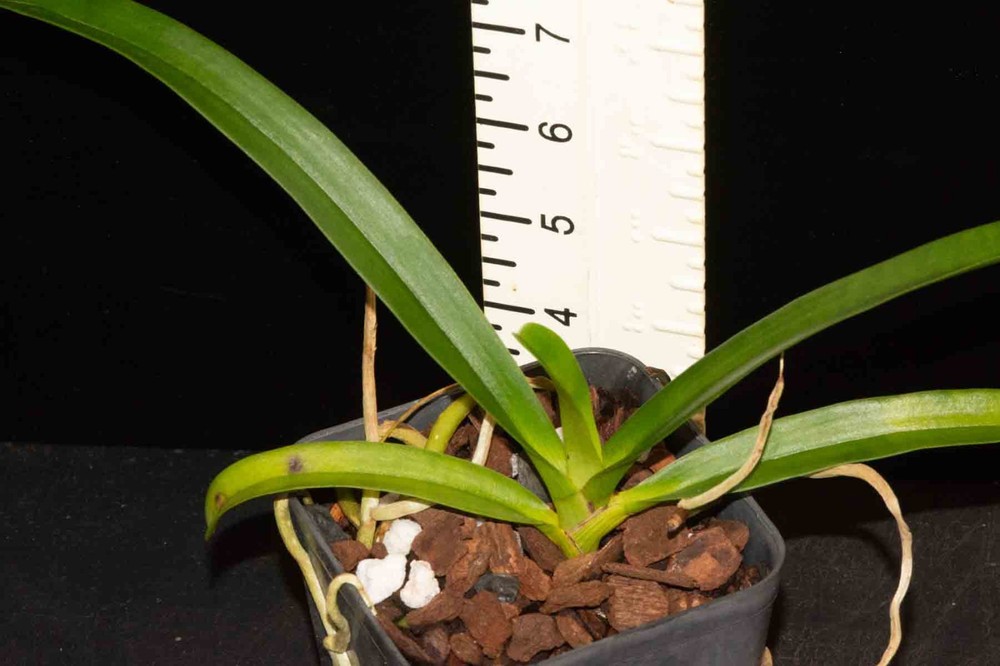 Sobennikoffia humbertiana