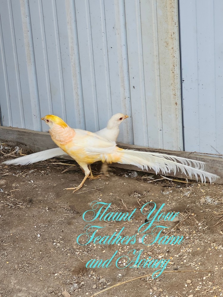 PRESALE (3 Peach Pheasant Hatching Eggs) Please read description!! $90