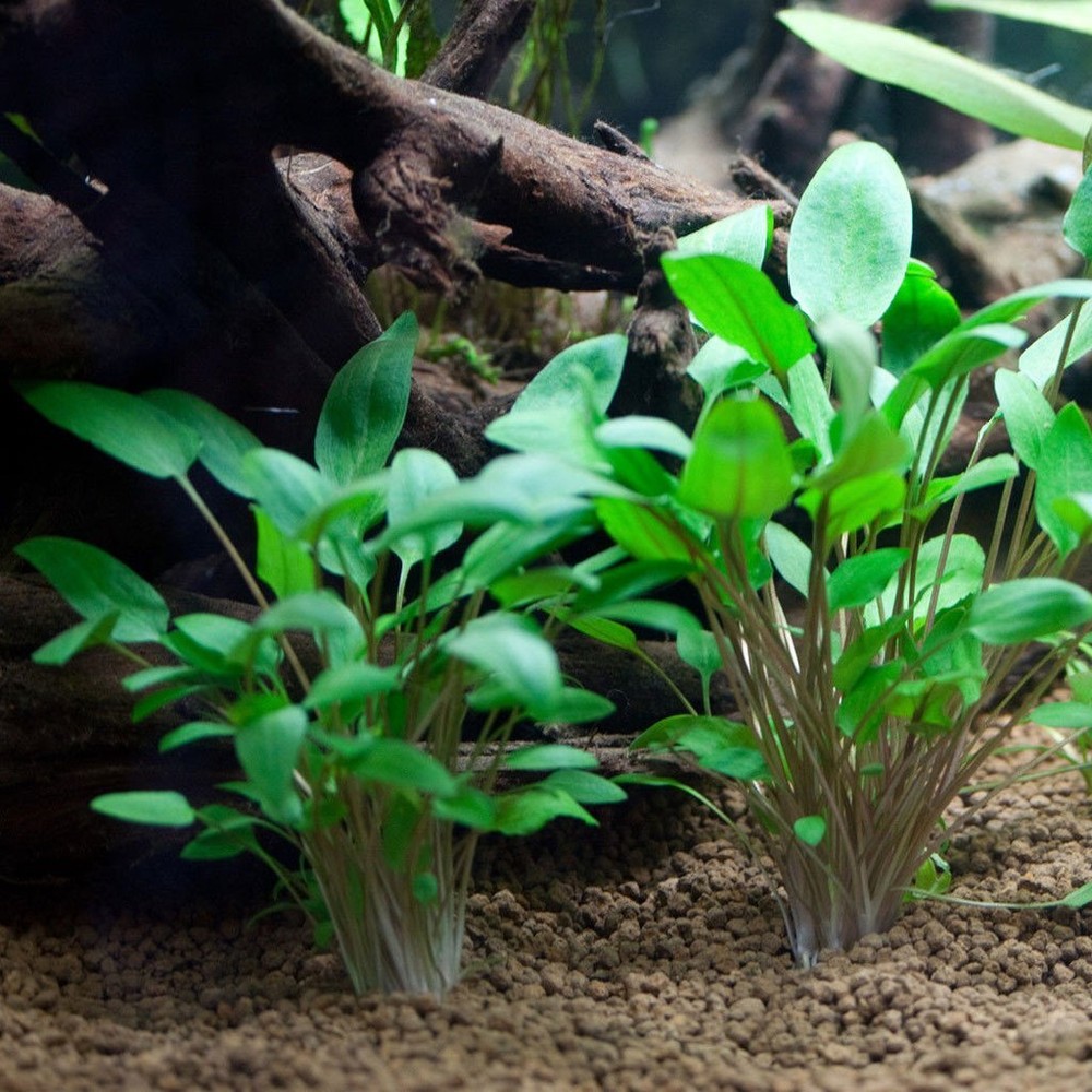 Cryptocoryne Wendtii Green Bare Root