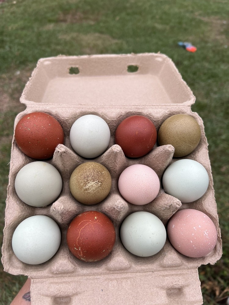 Olive Egger Hatching Eggs 1 dozen (12 + extra)