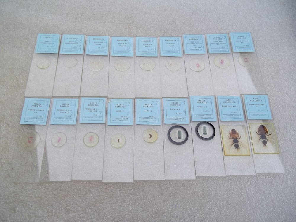 Vintage Glass Microscope Slides -