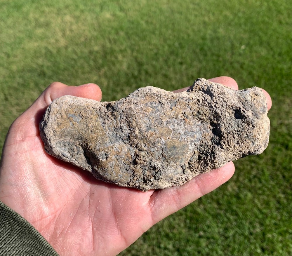 Fossil Blue Crab, Miocene in age, Virginia