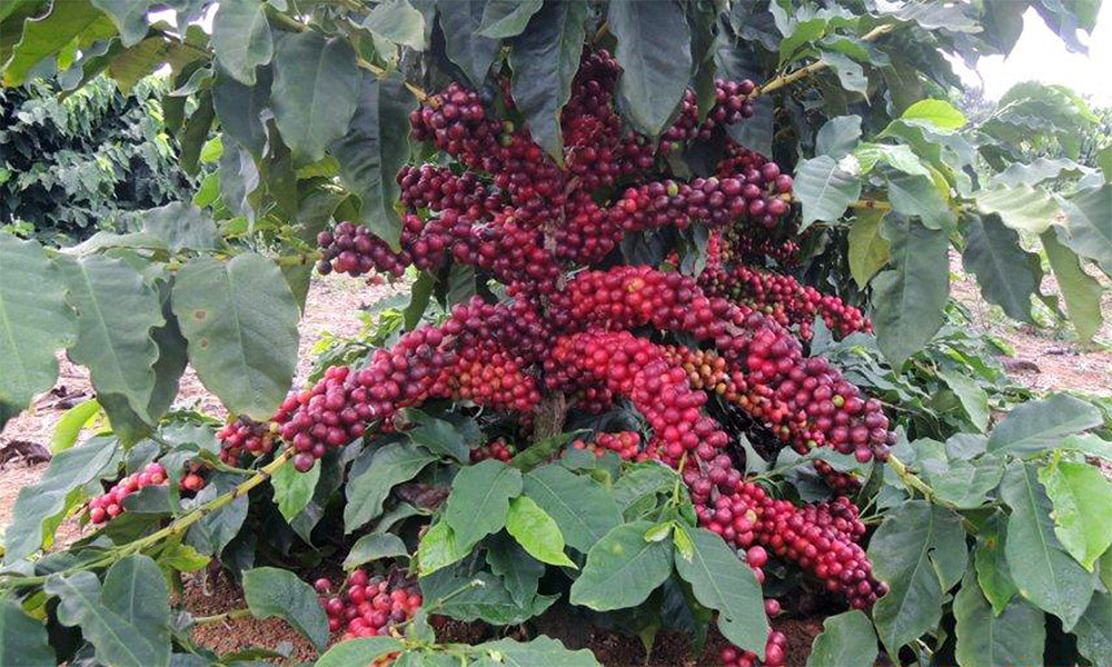 Mocha Java Coffee Beans Roasted Medium & Dark Mixed 2 Bags 1 Pound Each.