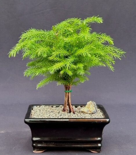 Flowering Brush Cherry Bonsai Tree - Small