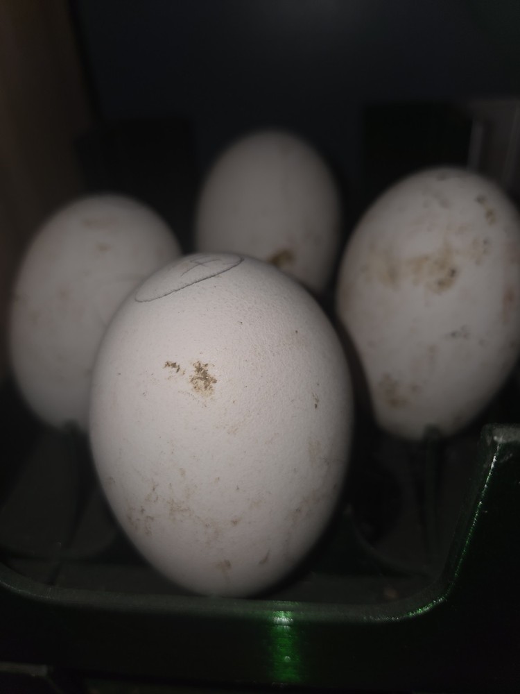 4+ Brown Chinese Geese Hatching Eggs- Fresh- Free Range