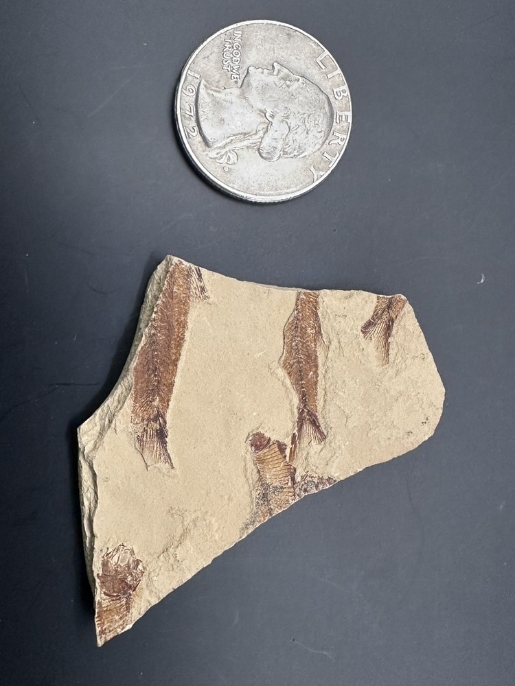 Green River Multiple Partial Fossil Fish