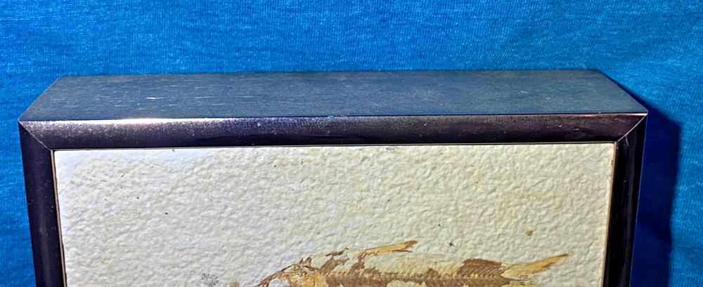 Pre-Owned Framed Knightia Fish Fossils