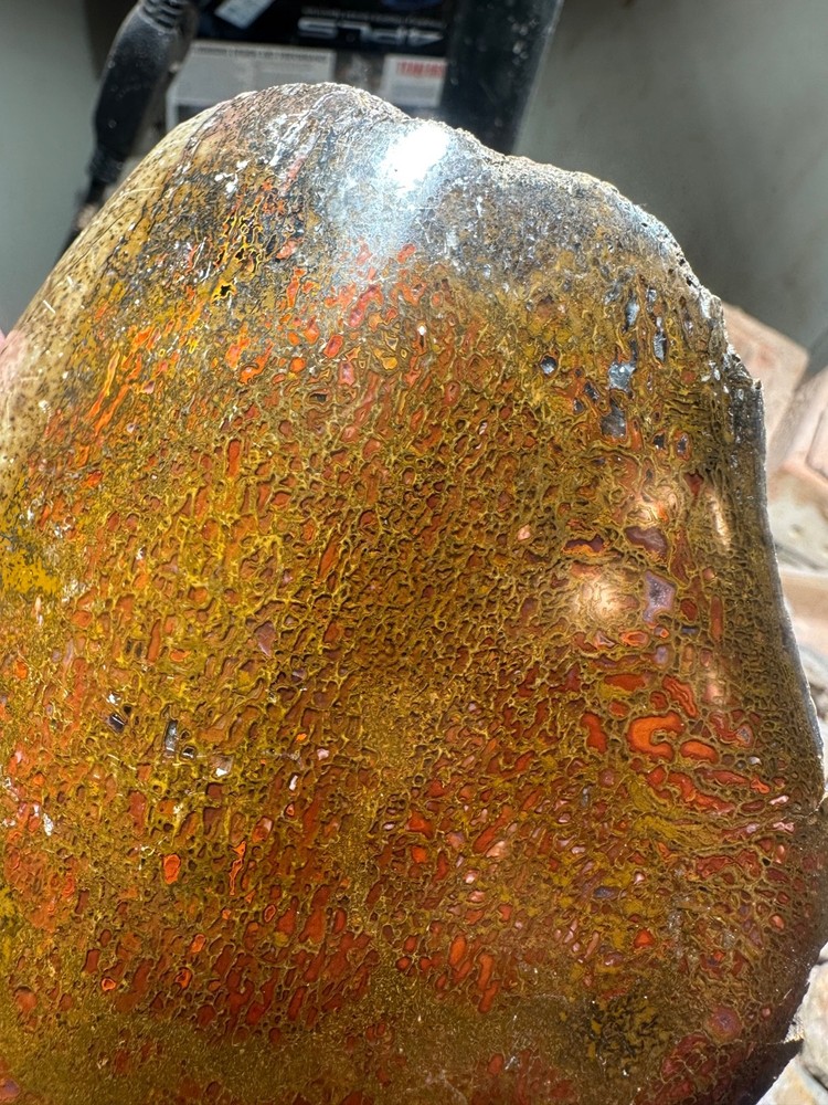 Dinosaur bone polished 3.5 lb large cell specimen.
