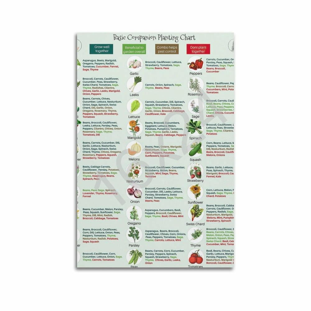 Basic Companion Planting Chart Poster Garden Planting Types Reference Guide W...