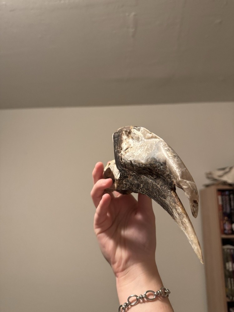 Super Cool Unique White-thighed Hornbill Skull (read description)