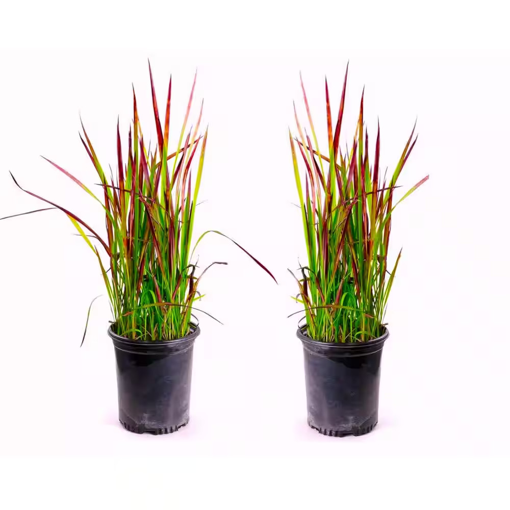 1 Gal. Japanese Blood Grass with Striking Bright Red Color (2-Pack)