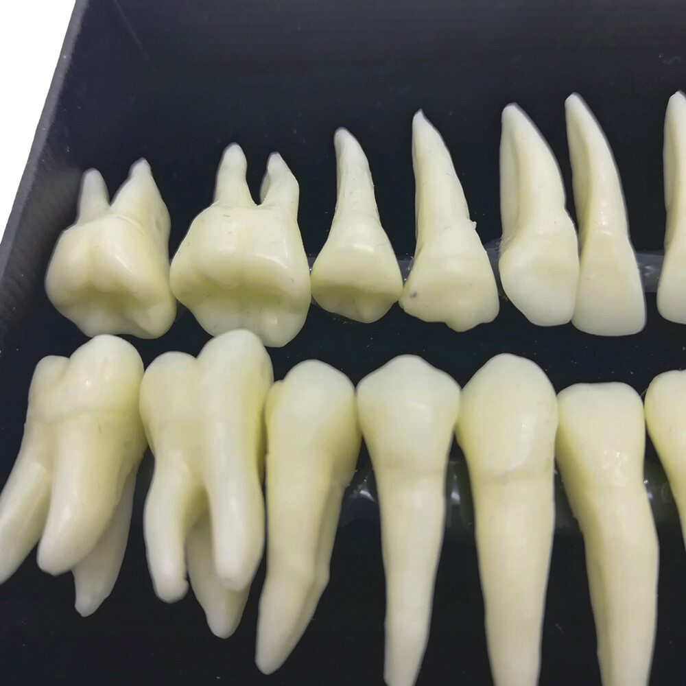 28Pcs Dental 1:1 Permanent Teeth Demonstration Full Teeth Study Teach Model