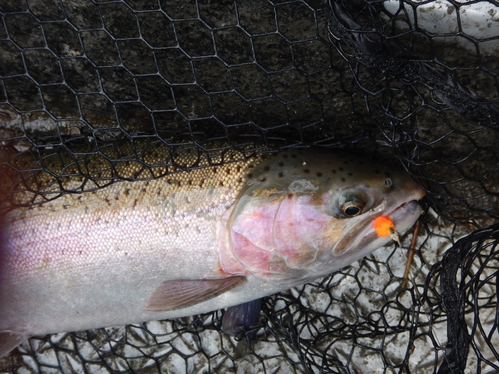 GLO BUG EGG+++U-PICK COLOR/SIZE+++(per 12)