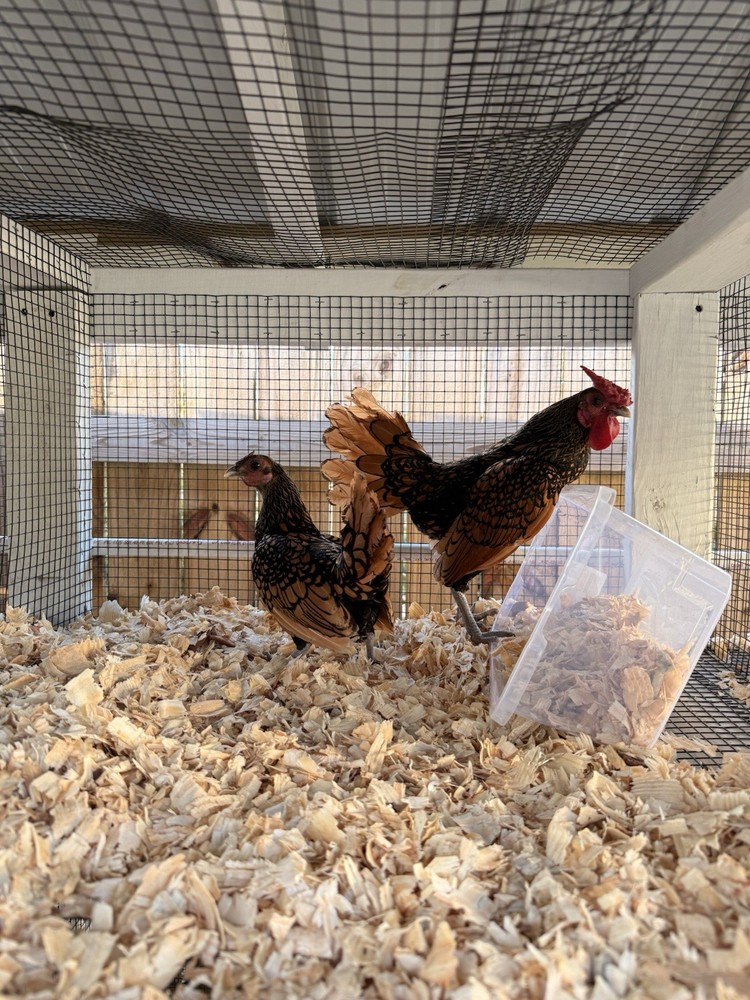 6 silver and gold sebright hatching eggs