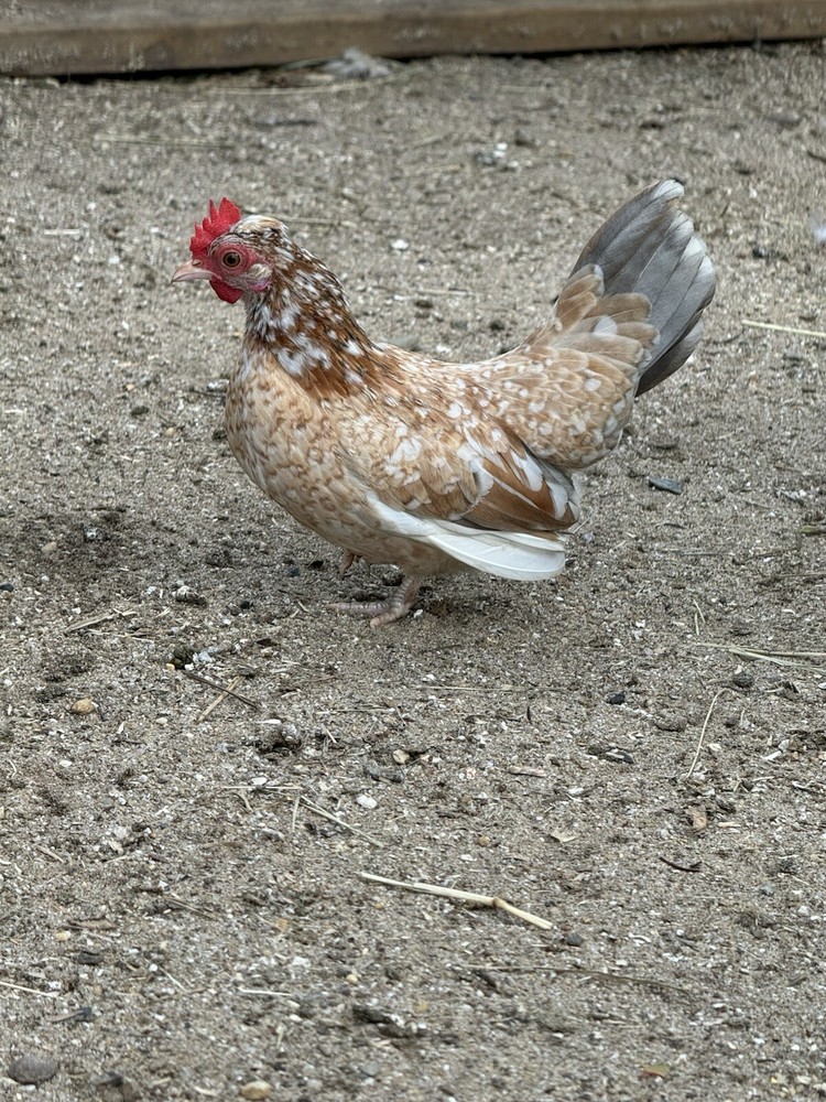 Kikiriki Bantam Hatching Eggs 8++