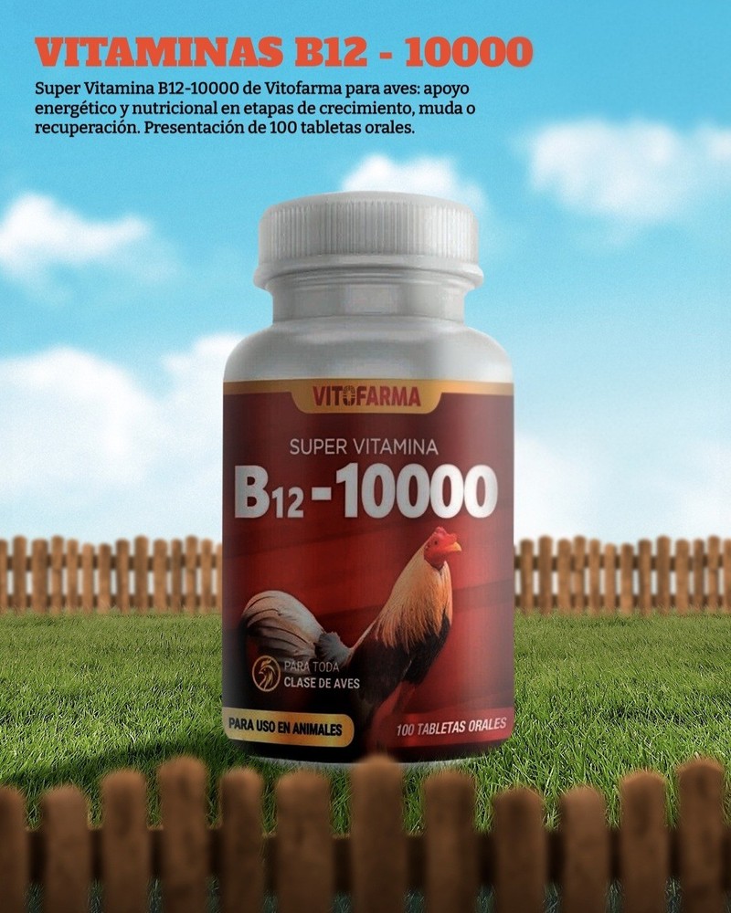 B 1 2 10000 For Rooster